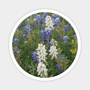 White bluebonnets Magnet